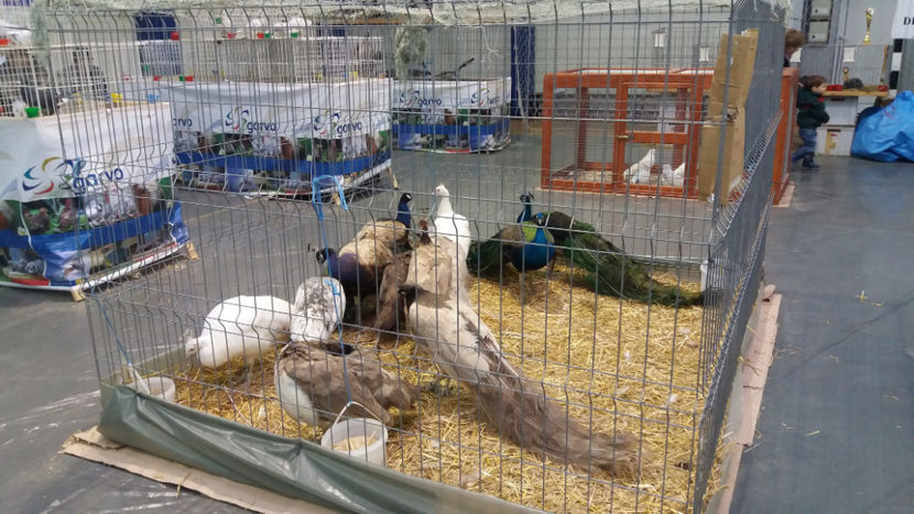  - EXPOZITIA DE PASARI SI ANIMALE OTOPENI 2018