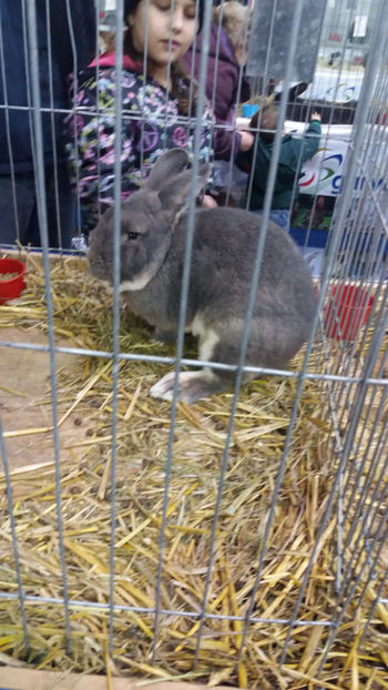  - EXPOZITIA DE PASARI SI ANIMALE OTOPENI 2018