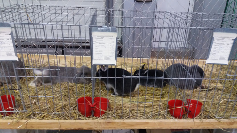  - EXPOZITIA DE PASARI SI ANIMALE OTOPENI 2018