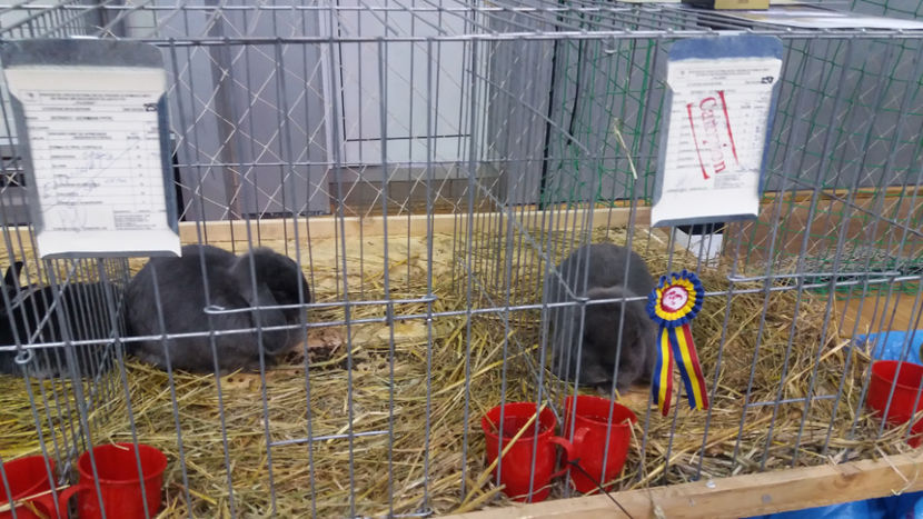  - EXPOZITIA DE PASARI SI ANIMALE OTOPENI 2018