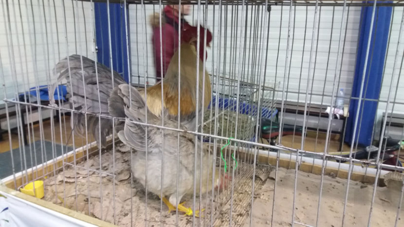  - EXPOZITIA DE PASARI SI ANIMALE OTOPENI 2018