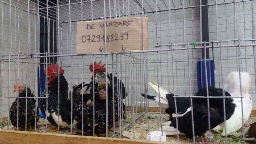 - EXPOZITIA DE PASARI SI ANIMALE OTOPENI 2018