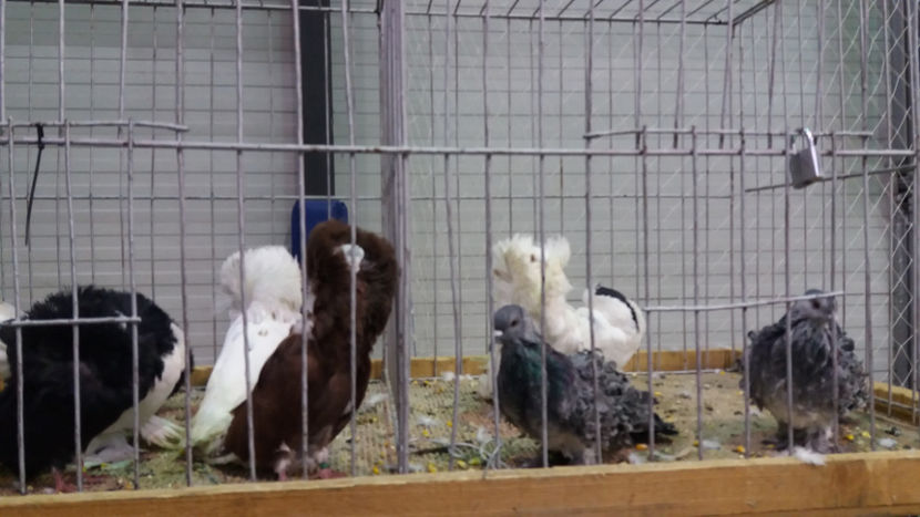  - EXPOZITIA DE PASARI SI ANIMALE OTOPENI 2018
