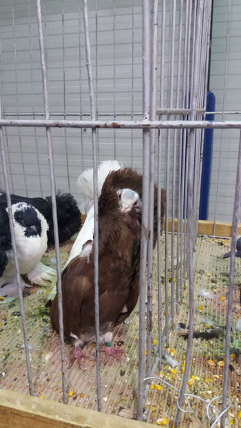  - EXPOZITIA DE PASARI SI ANIMALE OTOPENI 2018