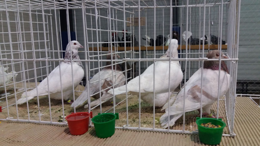  - EXPOZITIA DE PASARI SI ANIMALE OTOPENI 2018