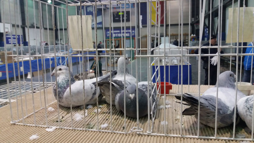  - EXPOZITIA DE PASARI SI ANIMALE OTOPENI 2018