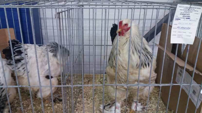  - EXPOZITIA DE PASARI SI ANIMALE OTOPENI 2018