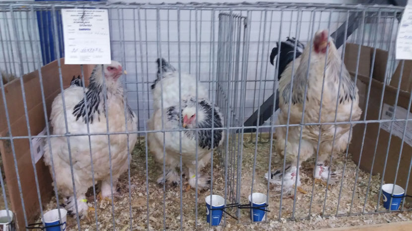  - EXPOZITIA DE PASARI SI ANIMALE OTOPENI 2018