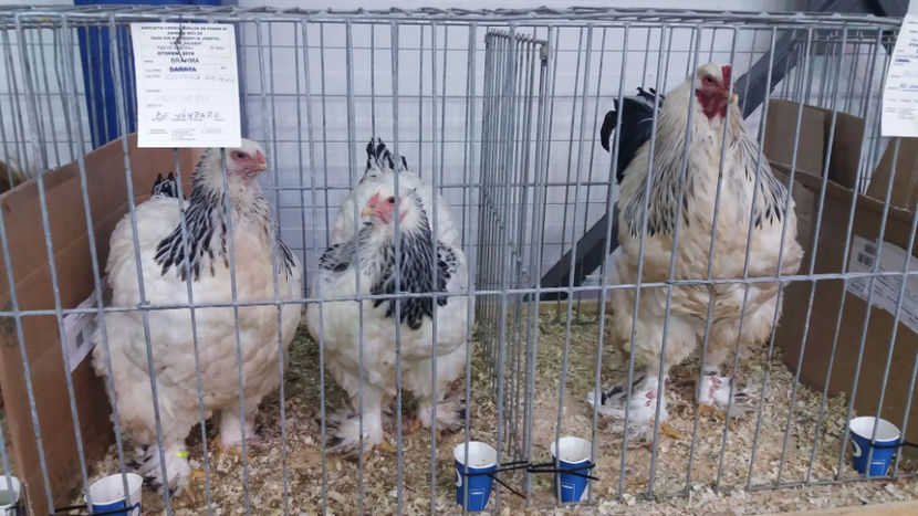  - EXPOZITIA DE PASARI SI ANIMALE OTOPENI 2018