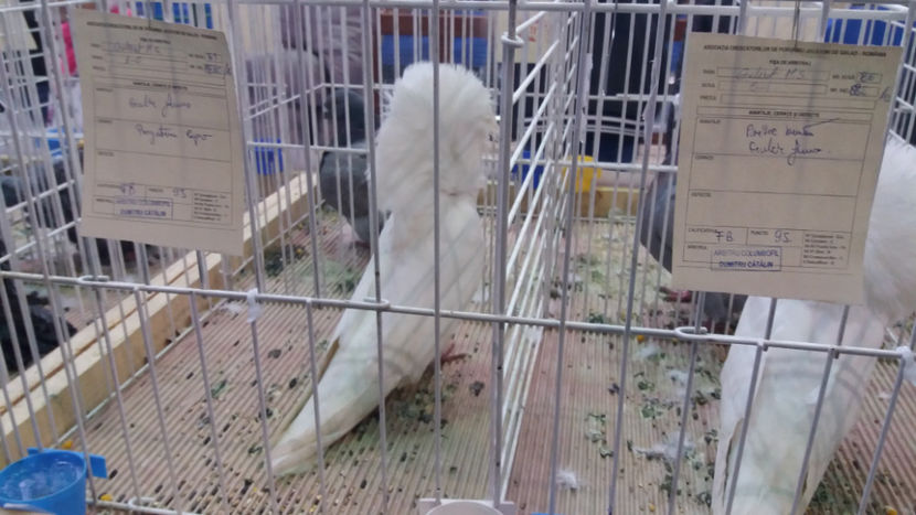  - EXPOZITIA DE PASARI SI ANIMALE OTOPENI 2018