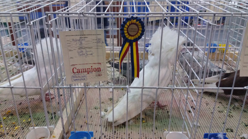  - EXPOZITIA DE PASARI SI ANIMALE OTOPENI 2018