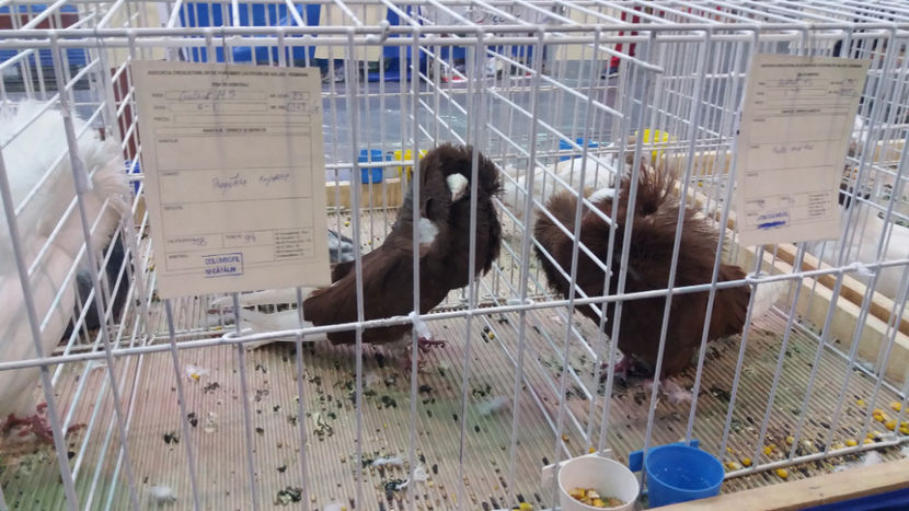  - EXPOZITIA DE PASARI SI ANIMALE OTOPENI 2018