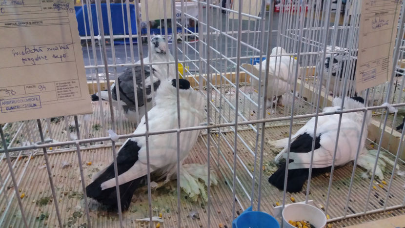  - EXPOZITIA DE PASARI SI ANIMALE OTOPENI 2018