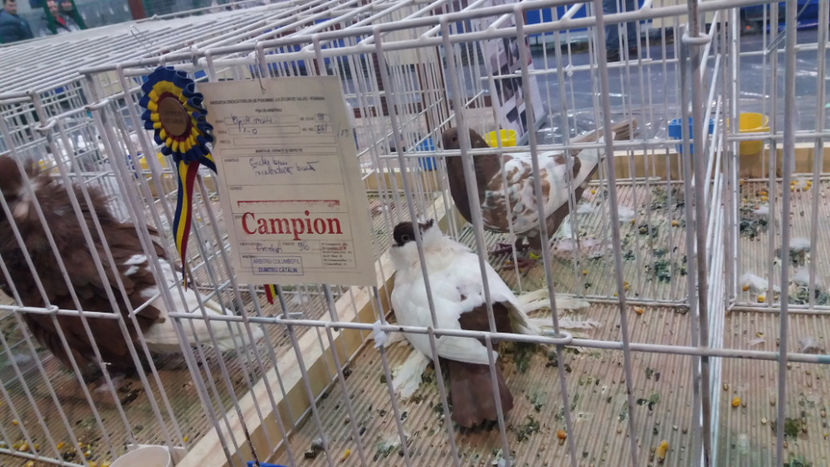  - EXPOZITIA DE PASARI SI ANIMALE OTOPENI 2018