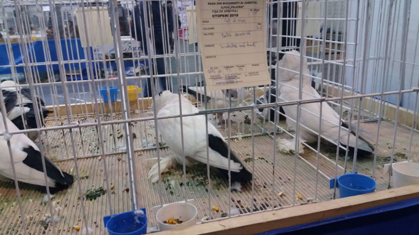  - EXPOZITIA DE PASARI SI ANIMALE OTOPENI 2018