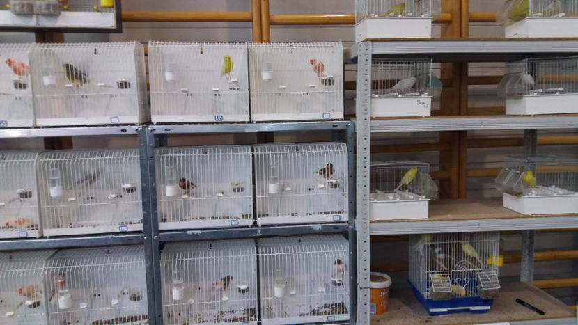  - EXPOZITIA DE PASARI SI ANIMALE OTOPENI 2018