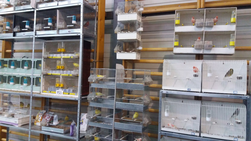  - EXPOZITIA DE PASARI SI ANIMALE OTOPENI 2018