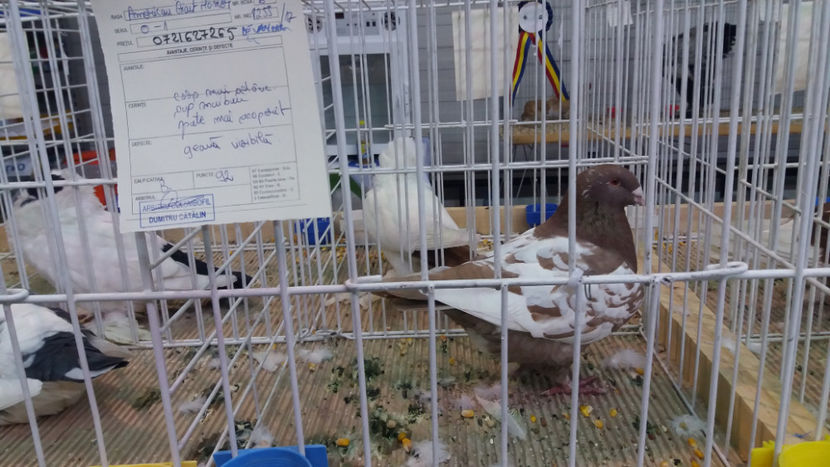  - EXPOZITIA DE PASARI SI ANIMALE OTOPENI 2018