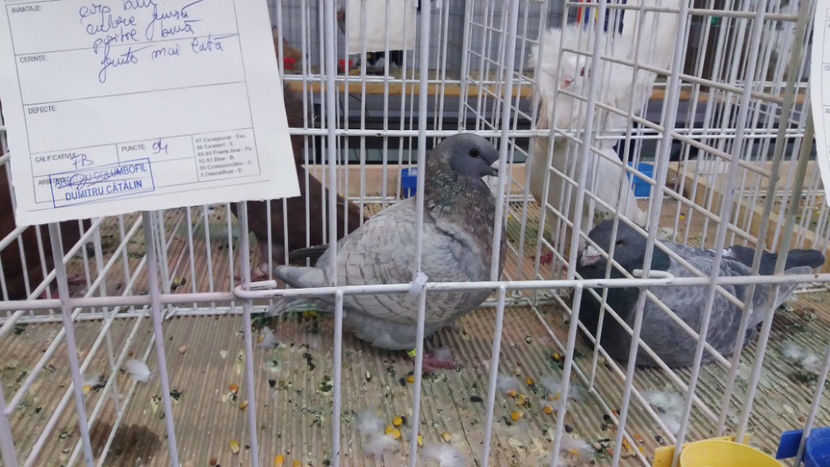  - EXPOZITIA DE PASARI SI ANIMALE OTOPENI 2018