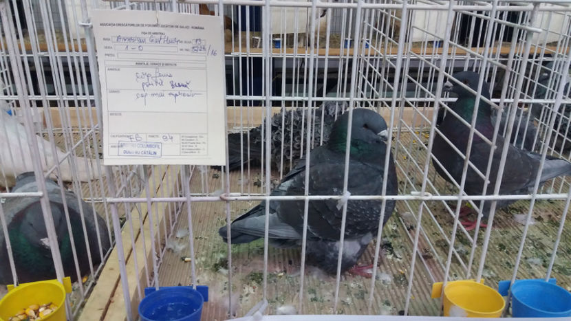  - EXPOZITIA DE PASARI SI ANIMALE OTOPENI 2018