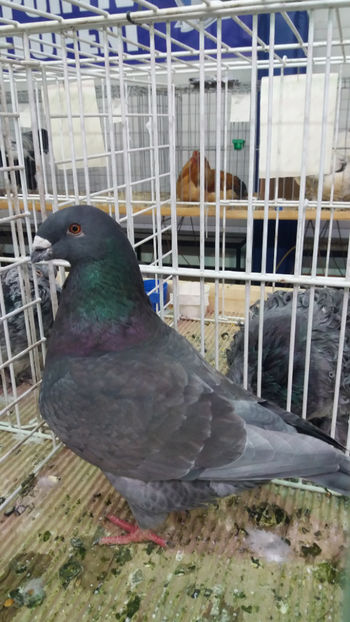  - EXPOZITIA DE PASARI SI ANIMALE OTOPENI 2018