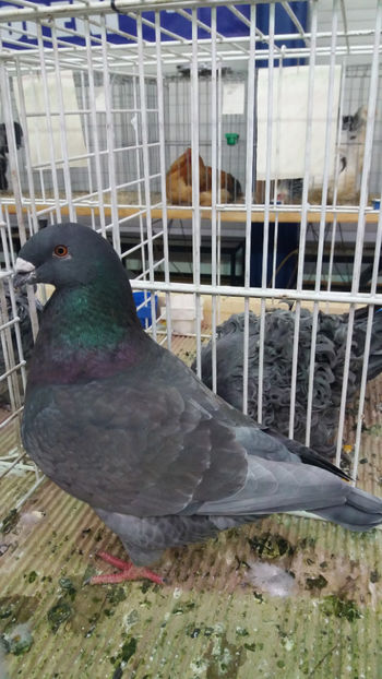  - EXPOZITIA DE PASARI SI ANIMALE OTOPENI 2018