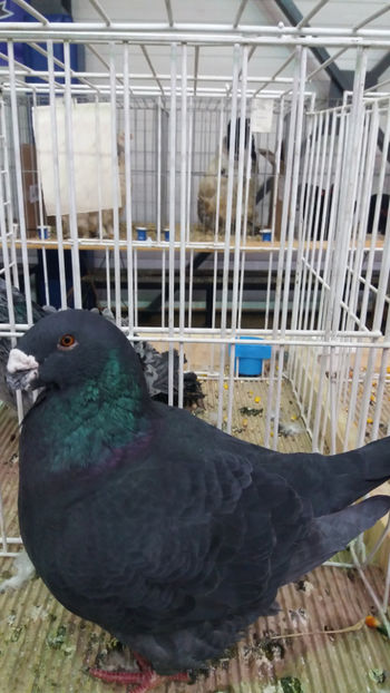  - EXPOZITIA DE PASARI SI ANIMALE OTOPENI 2018