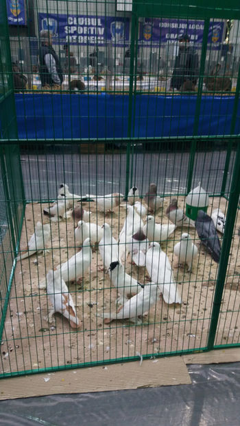  - EXPOZITIA DE PASARI SI ANIMALE OTOPENI 2018