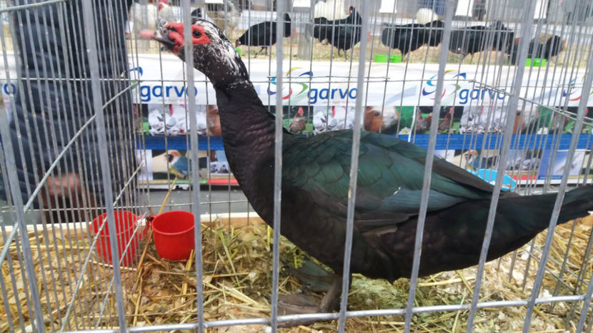 - EXPOZITIA DE PASARI SI ANIMALE OTOPENI 2018