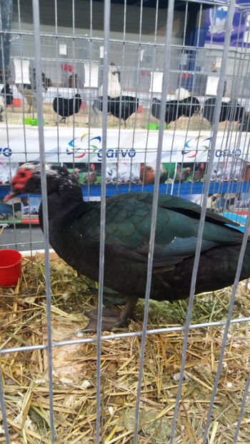  - EXPOZITIA DE PASARI SI ANIMALE OTOPENI 2018