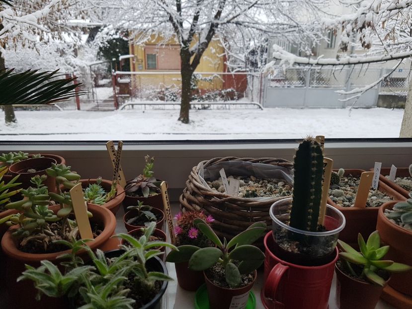  - In asteptarea primaverii 2018