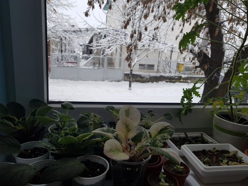  - In asteptarea primaverii 2018