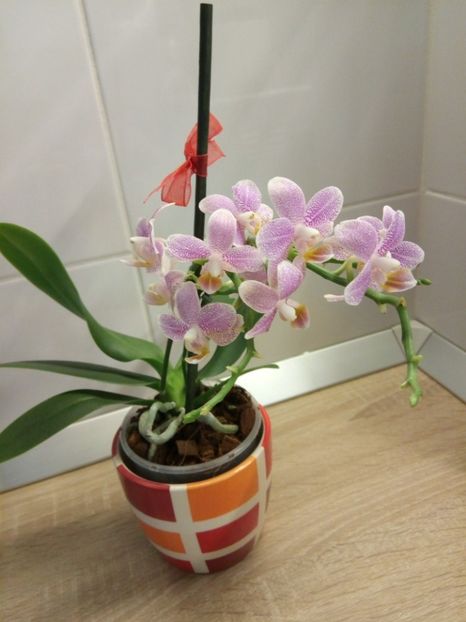  - florile mele dragi