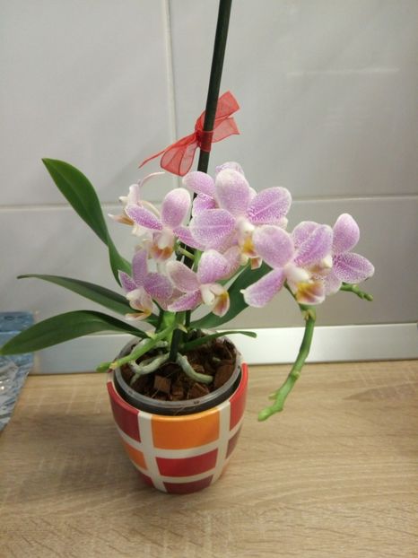 08.02.2017 - florile mele dragi