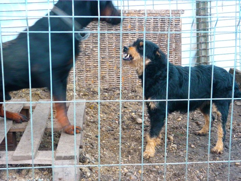 GESY SI URSU - JAGDTERRIERI-cainii mei