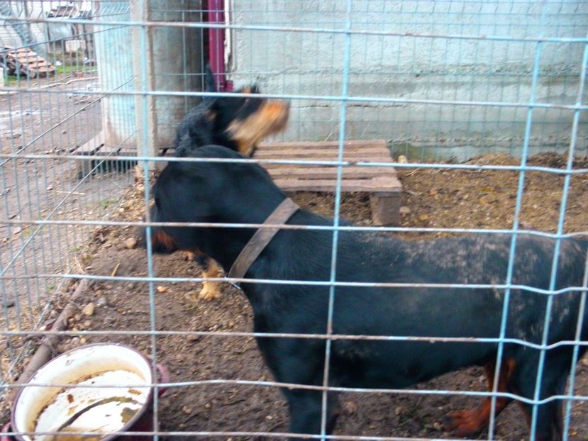 P2030004 - MONTA JAGDTERRIERI MAI-2017