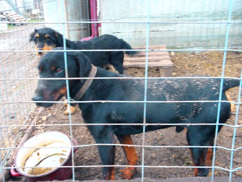 jessy si ursu la o eventuala imperechere - MONTA JAGDTERRIERI MAI-2017