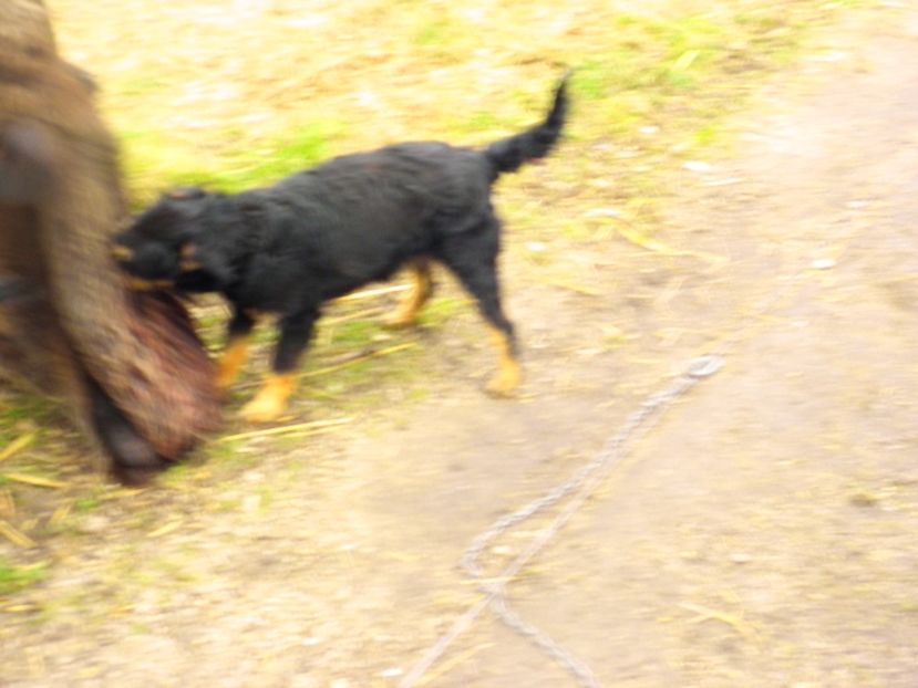 P2070009 - JAGDTERRIERI-cainii mei