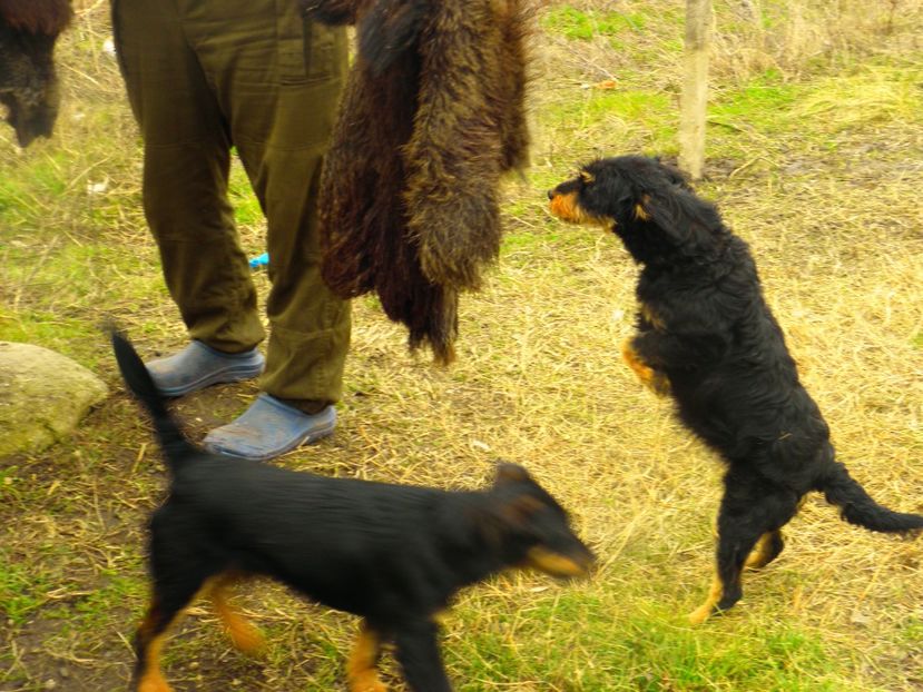 P2070010 - Copy - JAGDTERRIERI-cainii mei