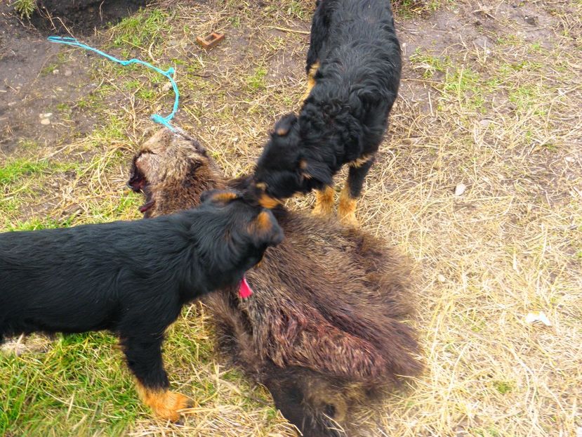 P2070011 - Copy - JAGDTERRIERI-cainii mei