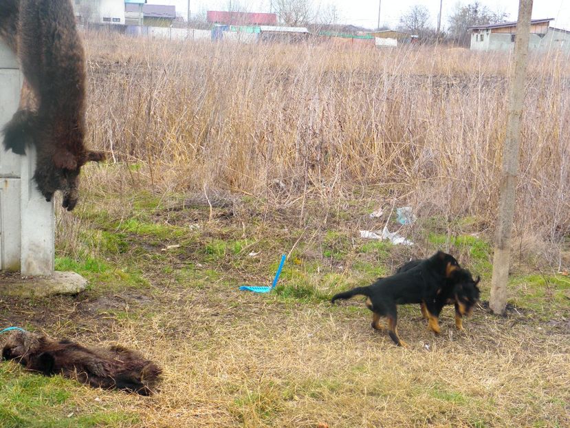 intre mama si catel 7 luni - JAGDTERRIERI-cainii mei