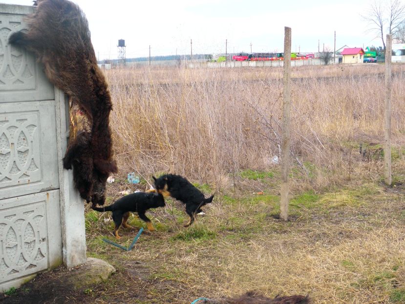 P2070017 - JAGDTERRIERI-cainii mei