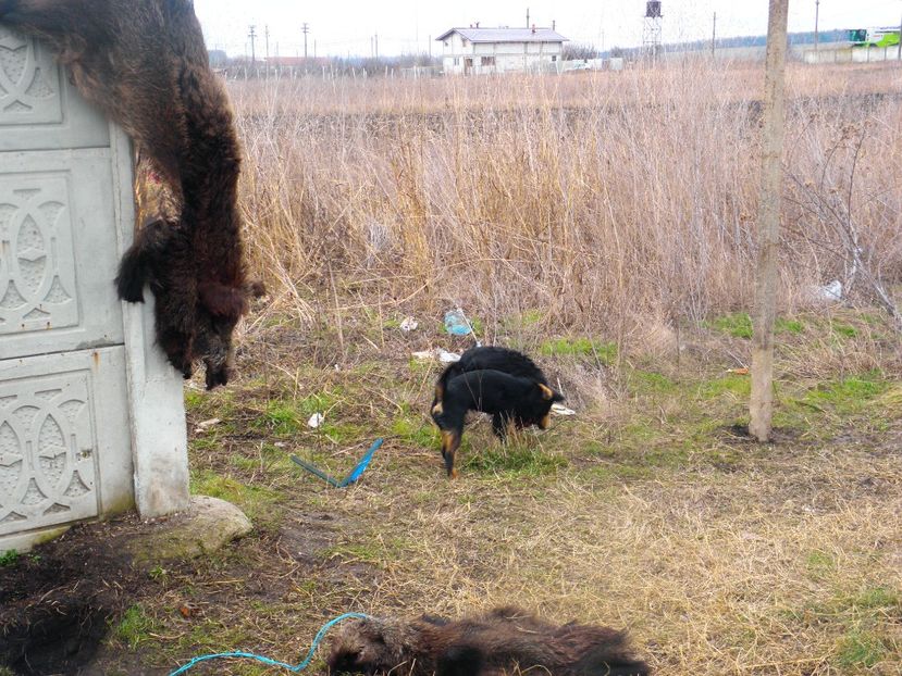 P2070020 - JAGDTERRIERI-cainii mei