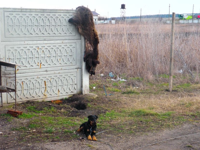 RYNO 7 luni la paza - JAGDTERRIERI-cainii mei