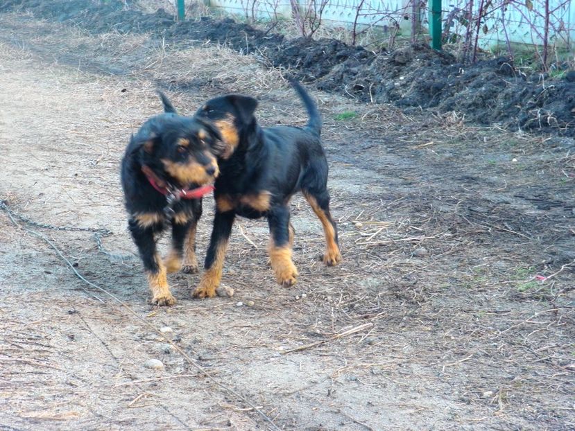 P2080028 - JAGDTERRIERI-cainii mei