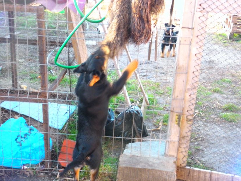 TYNA - JAGDTERRIERI-cainii mei