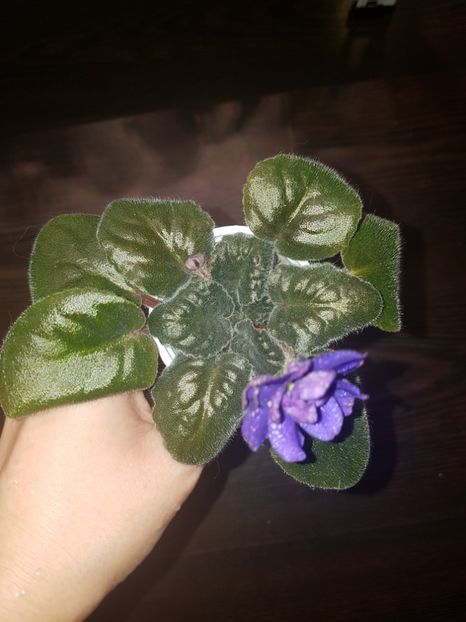 Britanij - Violete Africane Licitatie