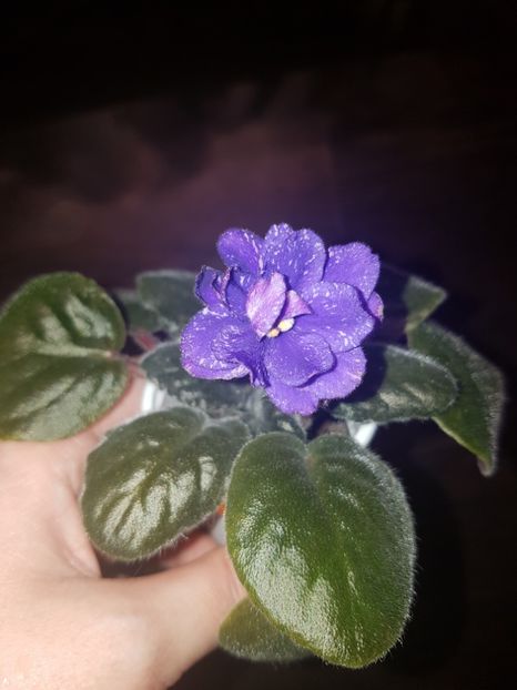 Britanij - Violete Africane Licitatie