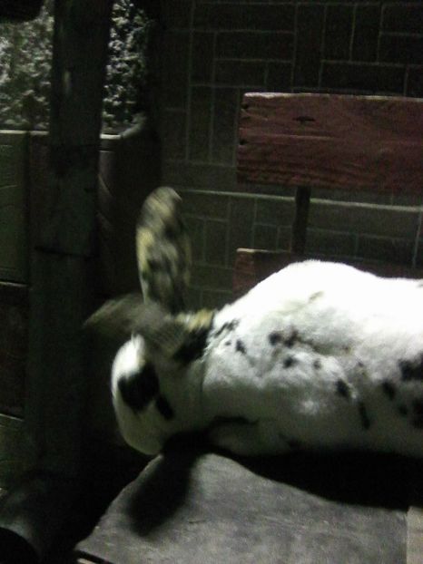 Photo0161 - REX TRICOLOR 2018