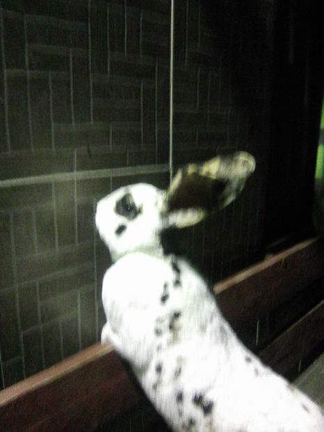 Photo0163 - REX TRICOLOR 2018